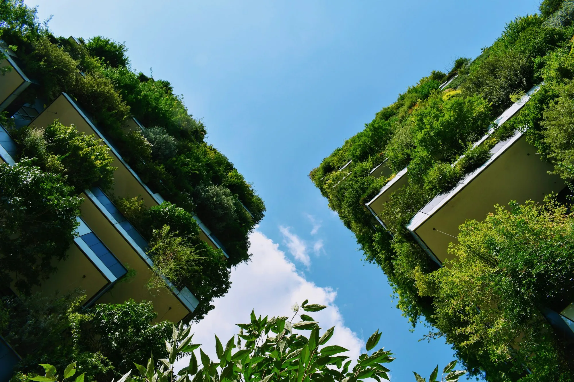 Looking up between two towers covered in trees